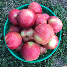 Load image into Gallery viewer, Apple- Jonagold - “Large and juicy apple”