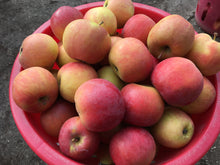 Load image into Gallery viewer, Apple - Fuji
