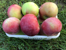 Load image into Gallery viewer, Apple- McIntosh
