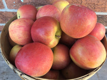 Load image into Gallery viewer, Apple - Fuji