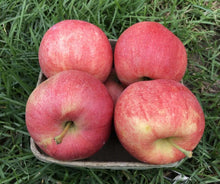 Load image into Gallery viewer, Apple - Royal Gala