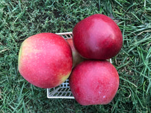 Load image into Gallery viewer, Apple- Jonagold - “Large and juicy apple”