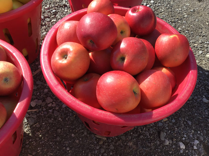 Apples - Enterprise  “hard, crisp fresh flavour”