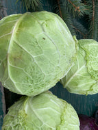 Cabbage- Savoy (small heads)