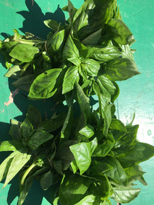 Basil