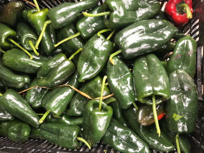 Peppers- poblano (hot)