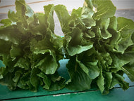 Romaine (lg heads)