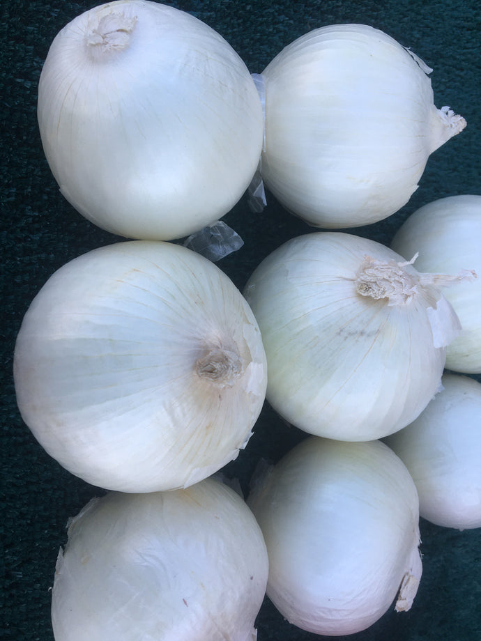 Onions - white sweet Spanish