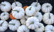 Pumpkins - small white or orange