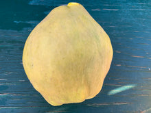 Load image into Gallery viewer, Quincey
