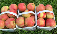 Apples- Honeycrisp