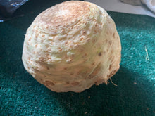 Load image into Gallery viewer, Celery root - large
