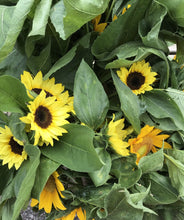 Load image into Gallery viewer, Sunflowers bunches - farm pickup only
