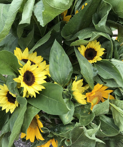 Sunflowers bunches - farm pickup only