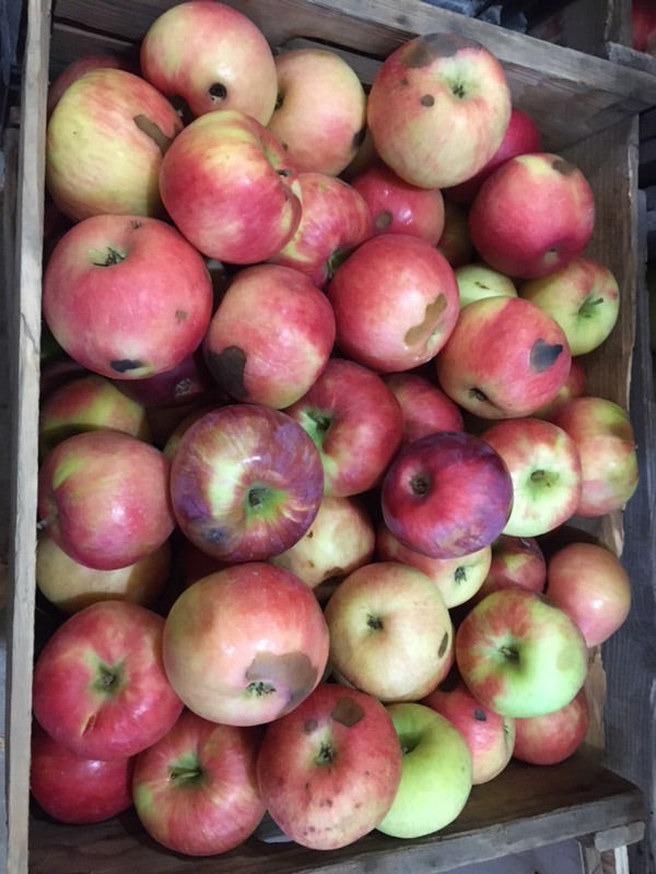 Apple - bushel apples - suitable for animals