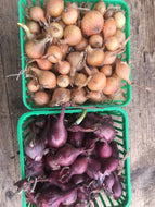 Onions- Dutch sets and red Spanish sets