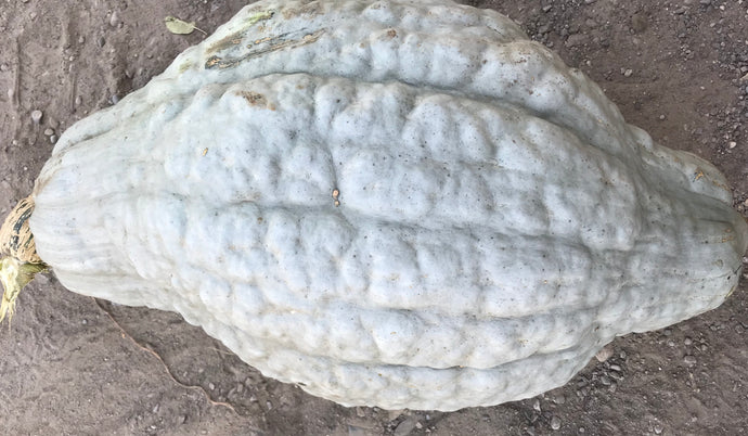 Squash- massive Hubbard