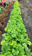 Lettuce - leaf lettuce from our greenhouse