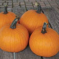 Pumpkins - pie pumpkins