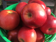 Load image into Gallery viewer, Apples - Enterprise  “hard, crisp fresh flavour”

