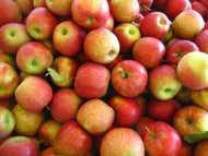 Apple- Jonagold-  1/4 bushel  - SPECIAL of the week - medium to small apples