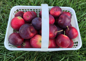 Apples -crab apples