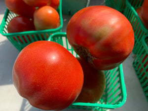 Tomatoes - Beefsteak and Roma Varieties