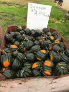 Squash- acorn