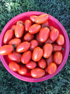 Tomatoes - Beefsteak and Roma Varieties