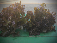 Red Leaf Lettuce
