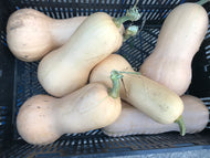 Squash - butternut