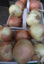 Load image into Gallery viewer, Cooking onions -lg
