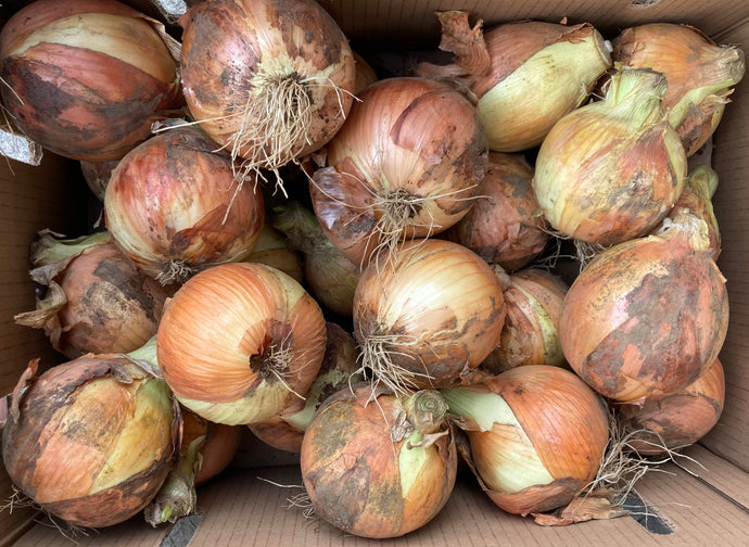 Spanish onions -large