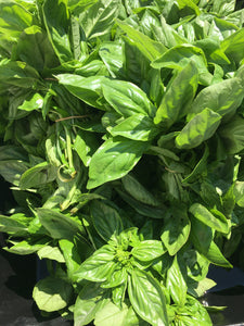 Basil