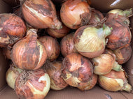 Spanish onions -jumbo
