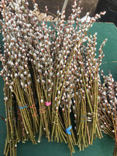 Load image into Gallery viewer, Pussy Willow Bunches - A Great Gift Idea!!
