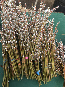 Pussy Willow Bunches - A Great Gift Idea!!