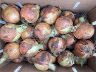 Spanish onions - small