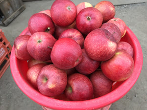 Apple - kid sized apples - SPECIALS