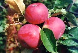 Apple- Paula red