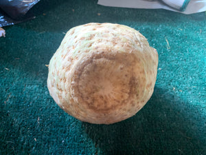 Celery root - large