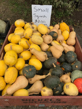 Load image into Gallery viewer, Squash- buttercup
