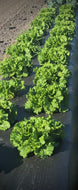 Green Leaf Lettuce