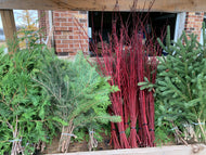 Christmas Greenery & dogwood for planters and Wreaths