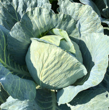 Load image into Gallery viewer, Cabbage - white
