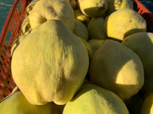 Load image into Gallery viewer, Quincey
