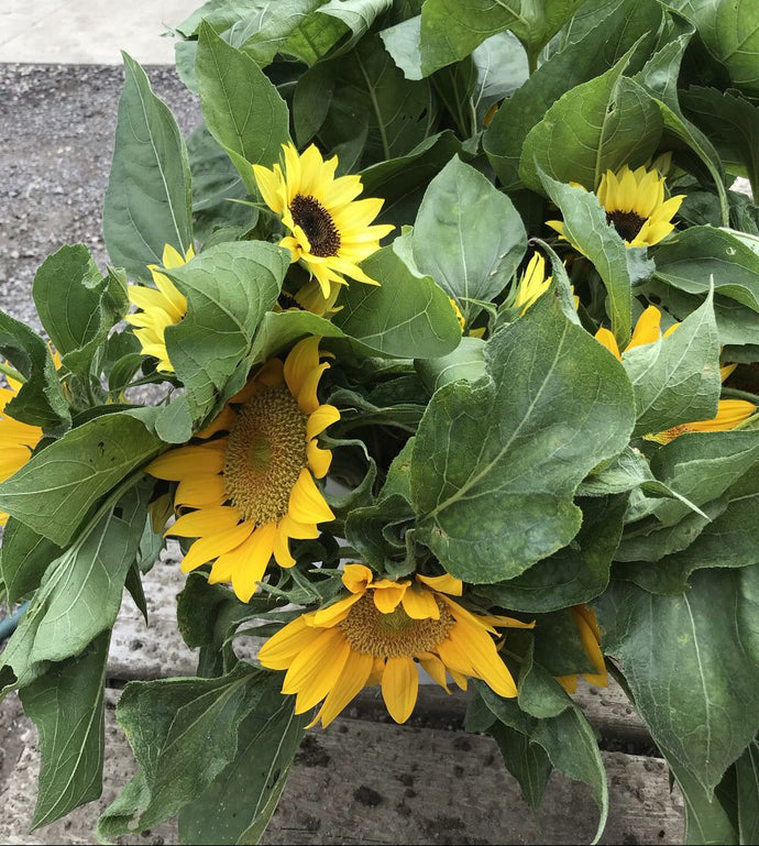 Sunflowers bunches - farm pickup only