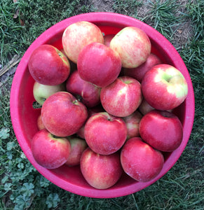 Apple- Jonagold - “Large and juicy apple”