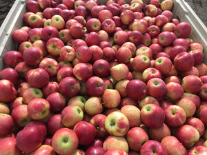 Apple- Jonagold - “Large and juicy apple”