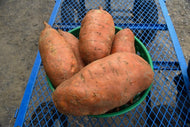 Sweet Potato